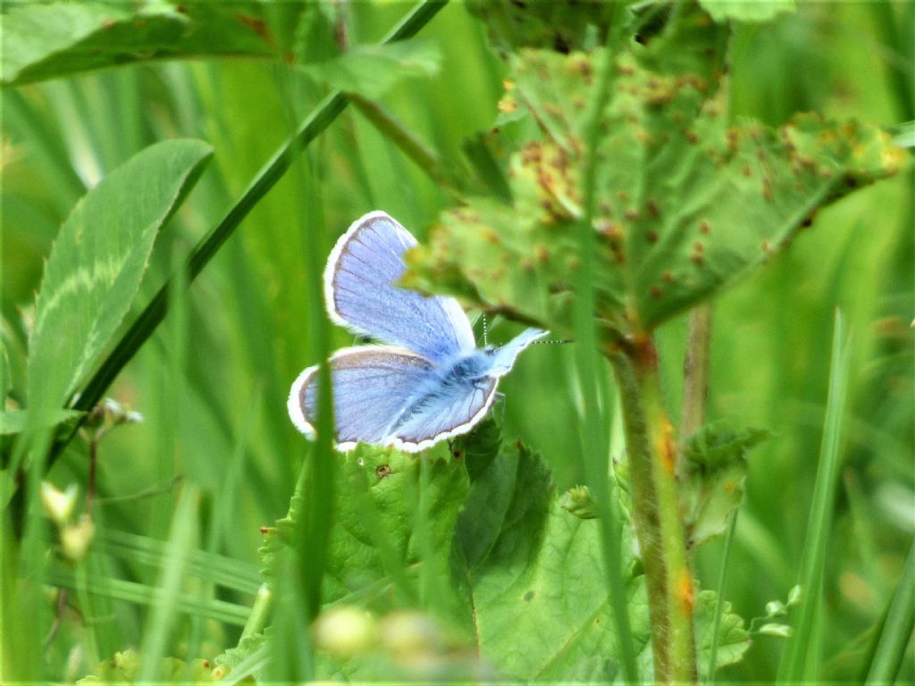 Polyommatus icarus?