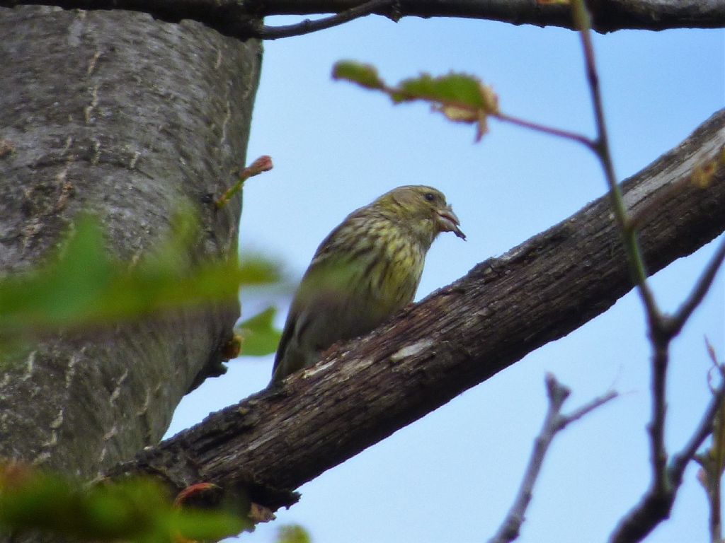verdone o canarino?  femmina di Verzellino (Serinus serinus)