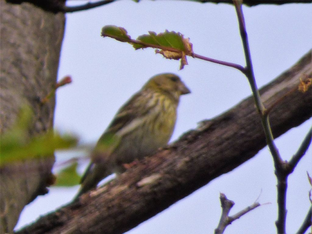 verdone o canarino?  femmina di Verzellino (Serinus serinus)