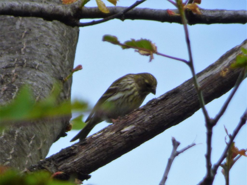 verdone o canarino?  femmina di Verzellino (Serinus serinus)