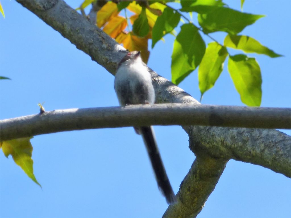 giovane Codibugnolo (Aegithalos caudatus)