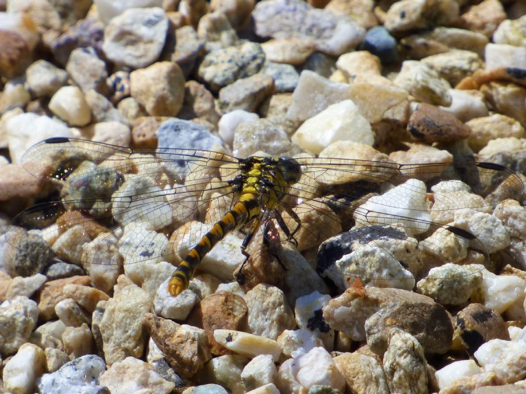 Onycogomphus uncatus