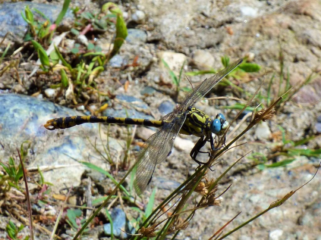 Onycogomphus uncatus