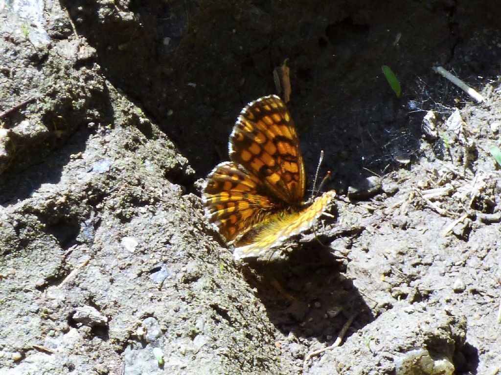 Melitaea nevadensis