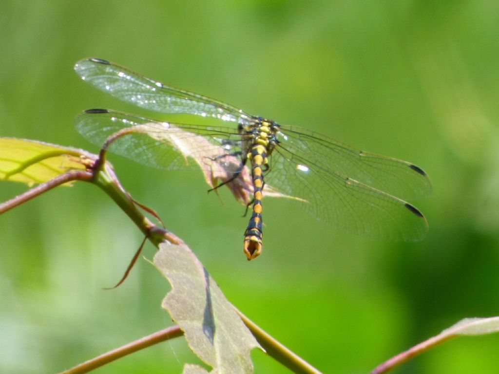 Onycogomphus uncatus