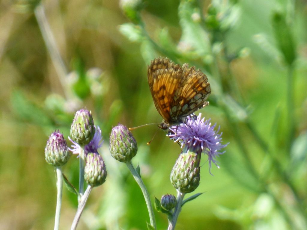 Melitaea nevadensis