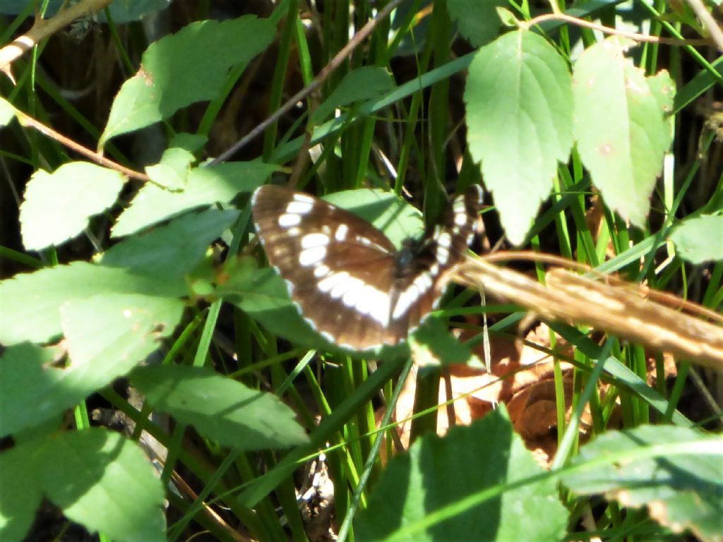 Neptis rivularis