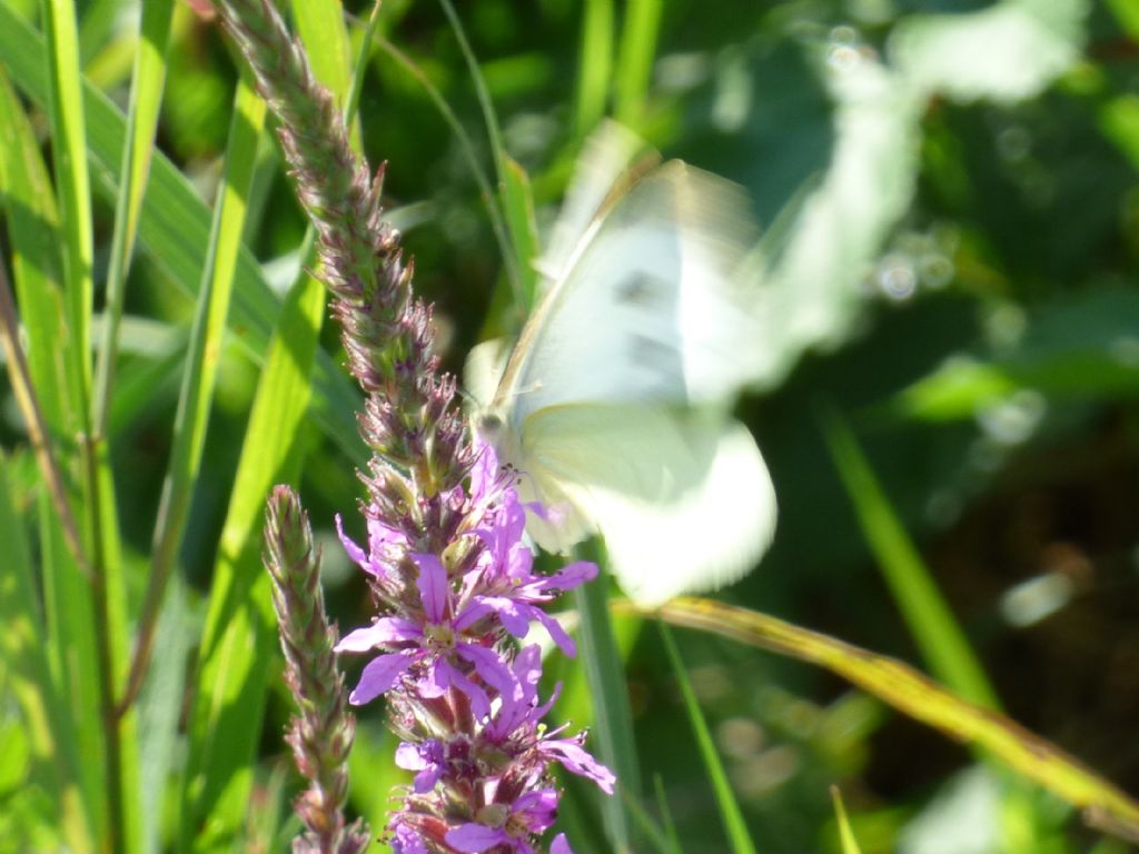 Pieris brassicae? - S