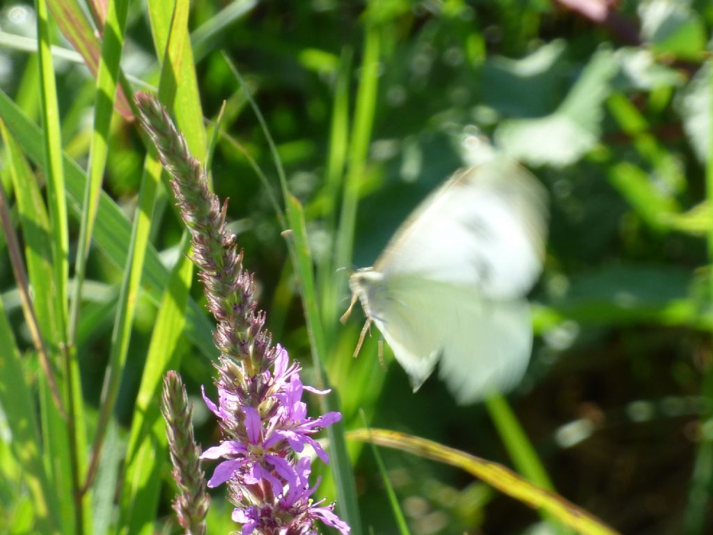 Pieris brassicae? - S