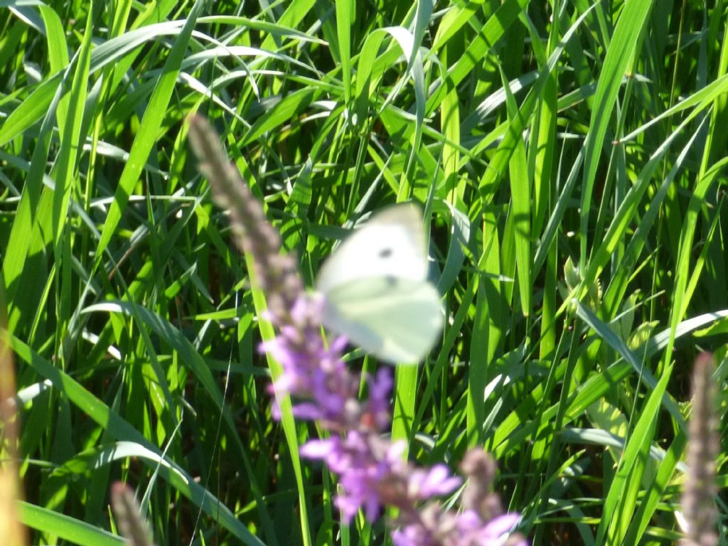 Pieris brassicae? - S