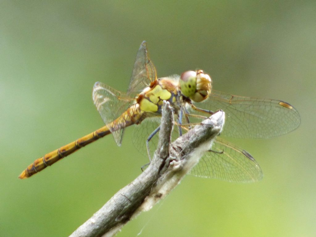 Sympetrum sanguineum? no, striolatum