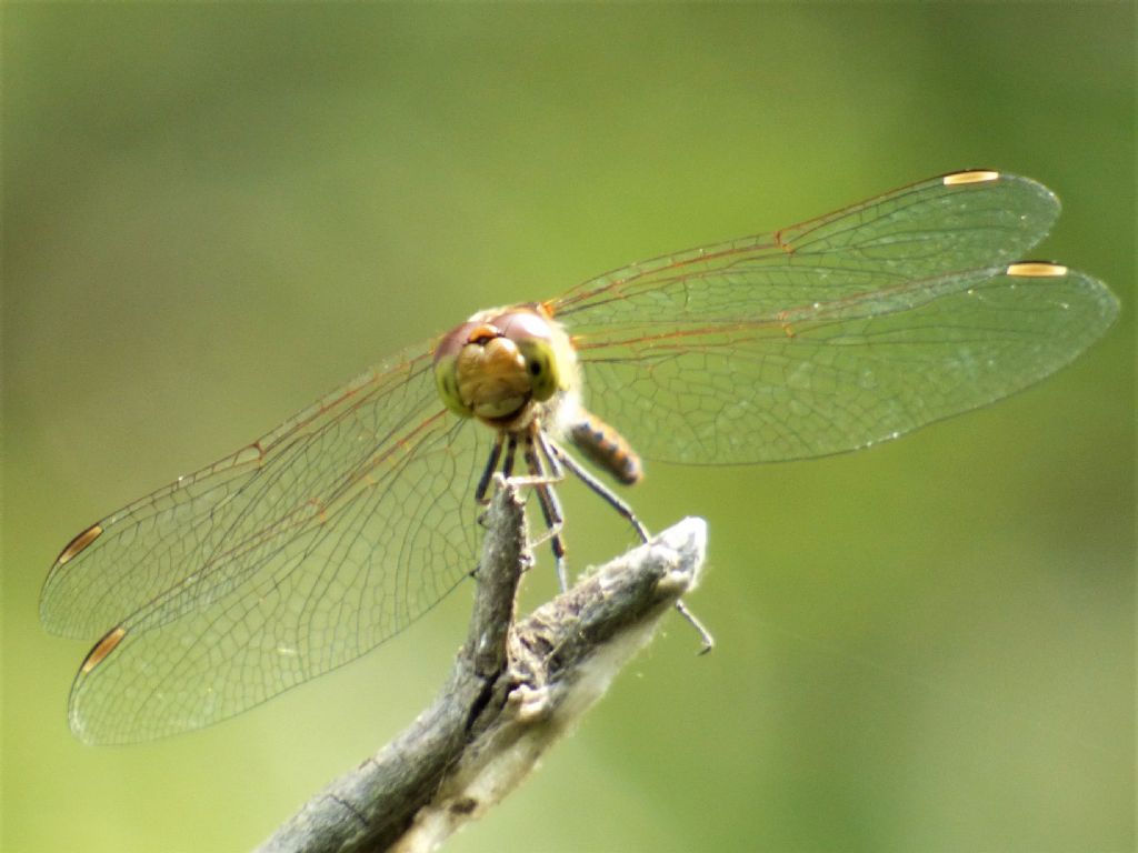 Sympetrum sanguineum? no, striolatum