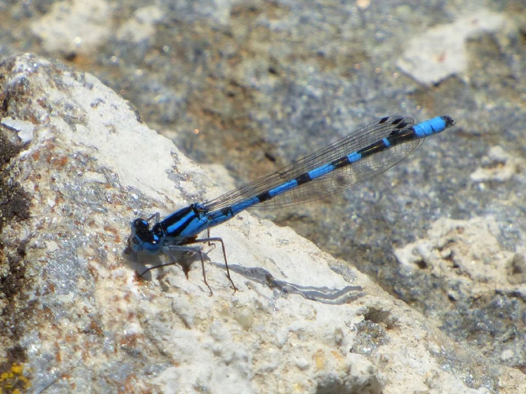 Enallagma cyathigerum