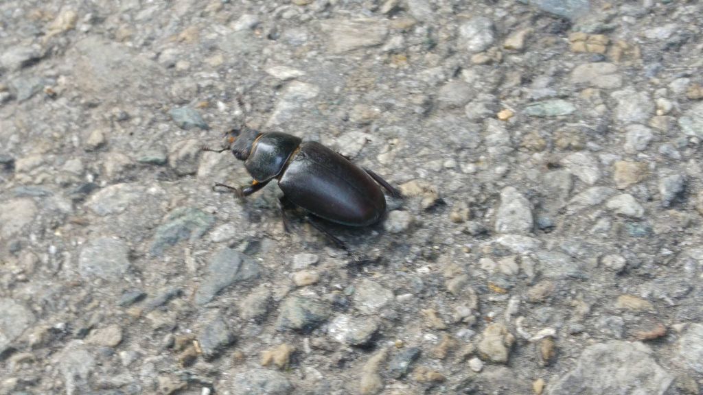 femmina di Dorcus parallelipipedus ?  No, di Lucanus cervus