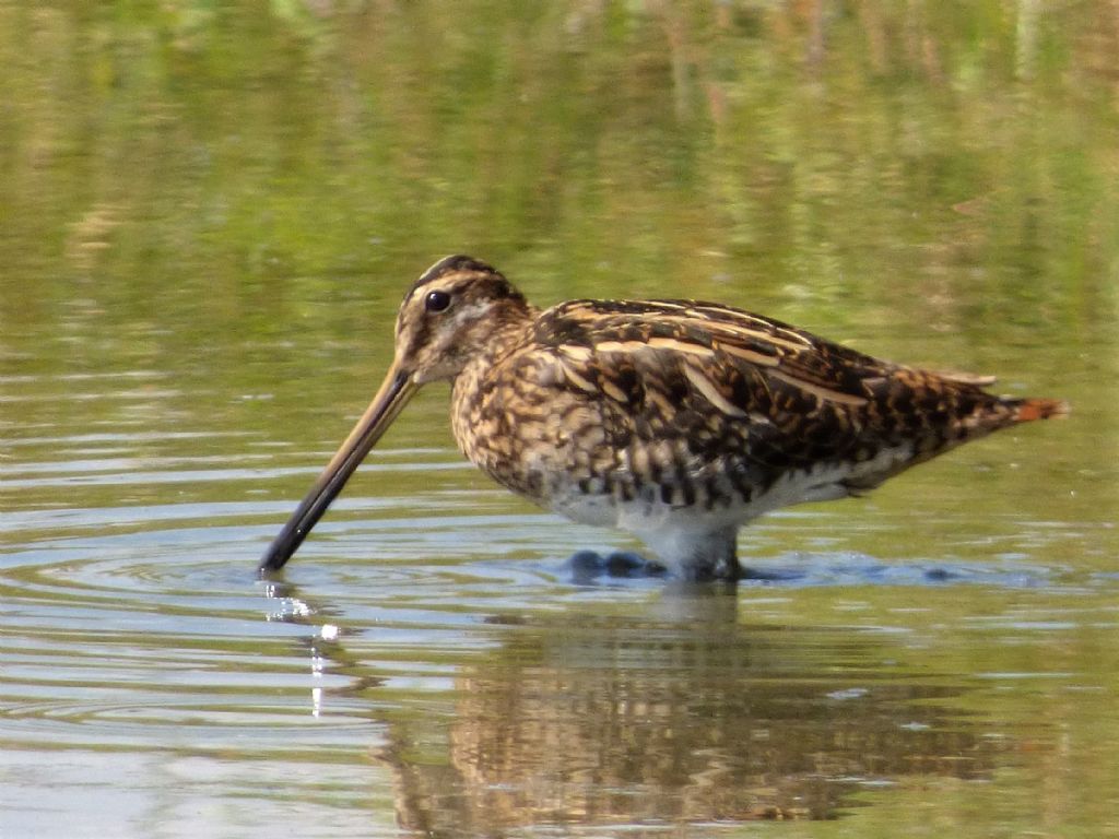 Beccaccino  (Gallinago gallinago)