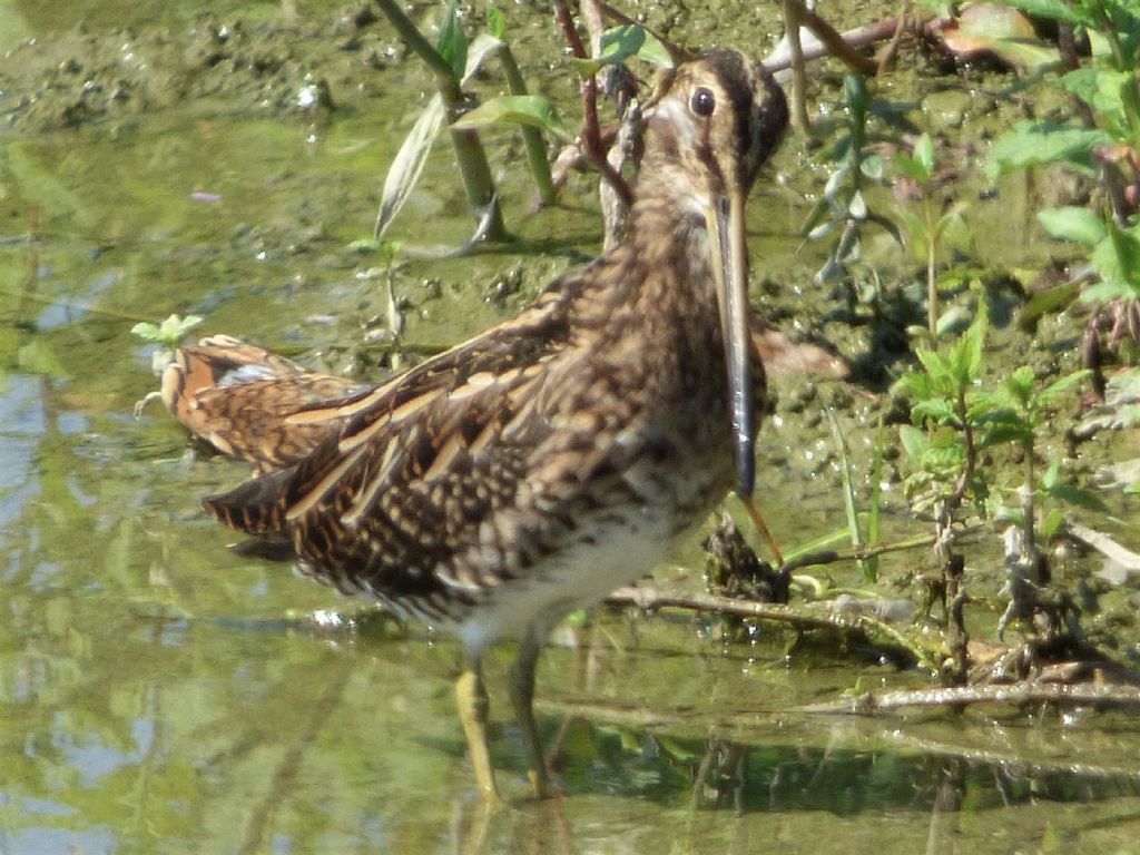 Beccaccino  (Gallinago gallinago)