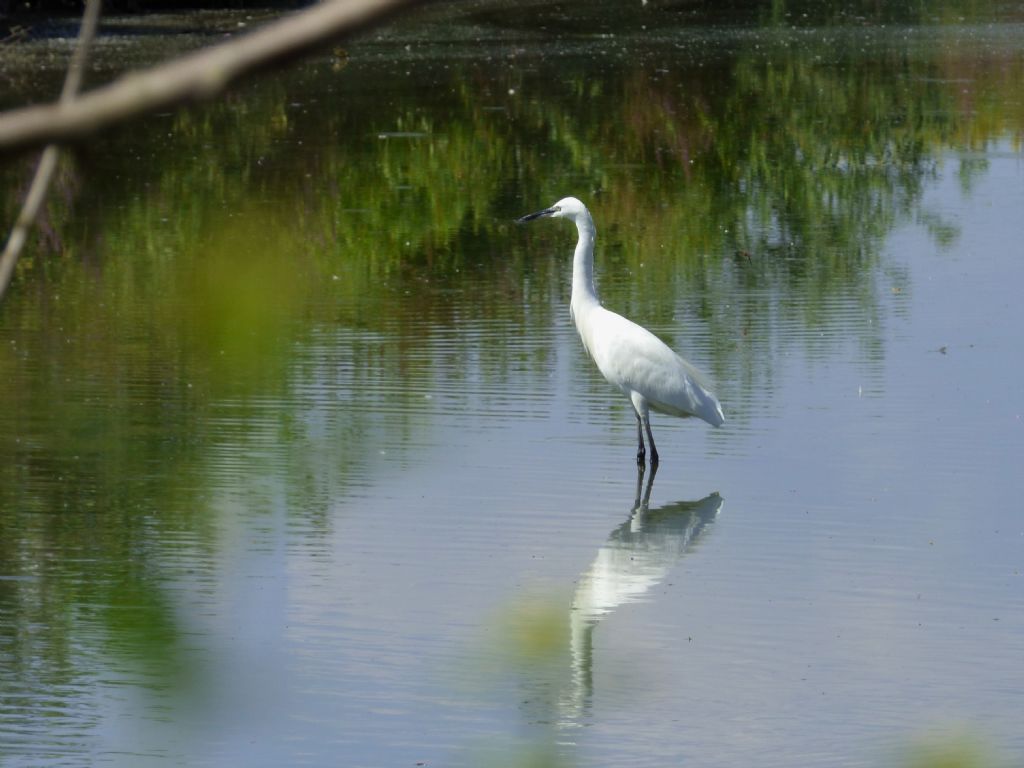 Garzetta ((Egretta garzetta)