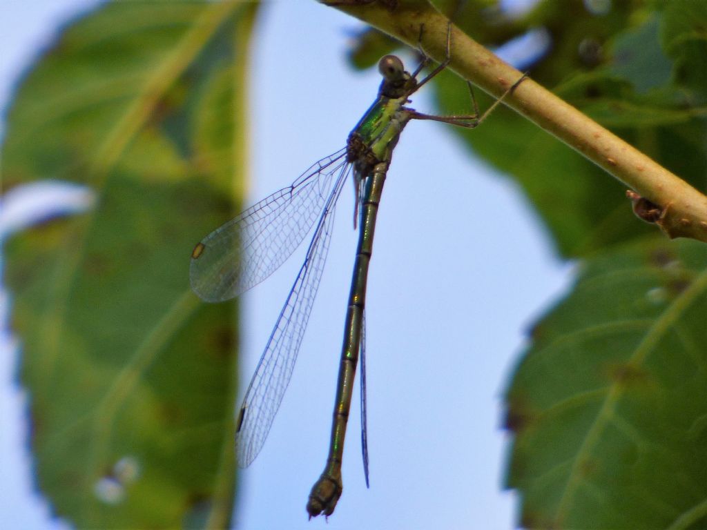 Lestes viridis?....Chalcolestes (ex Lestes) viridis !