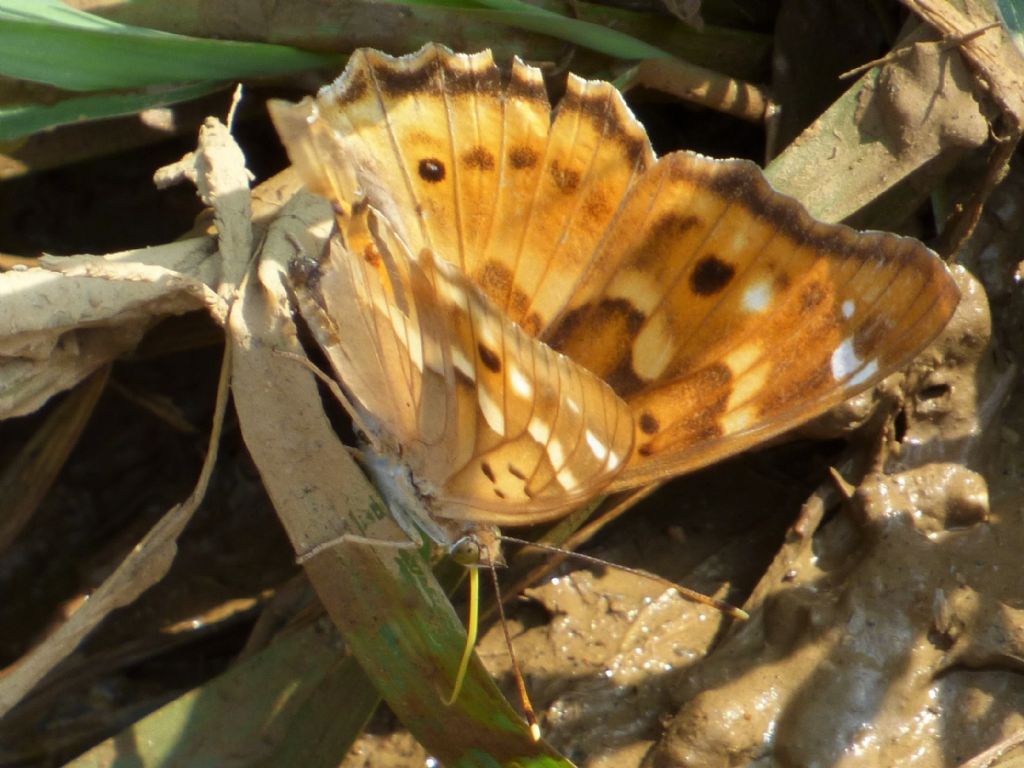 Apatura ilia (f. clytie)