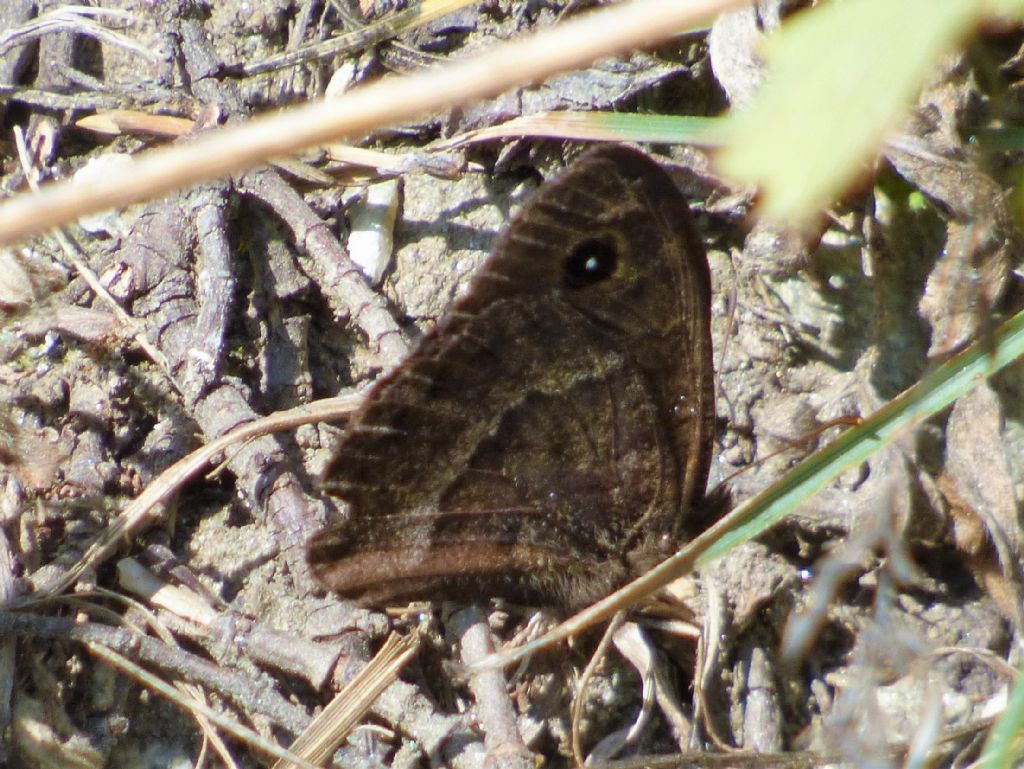 Satyrus ferula