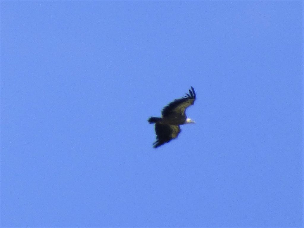 Grifoni (Gyps fulvus)