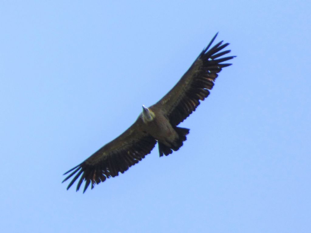 Grifoni (Gyps fulvus)