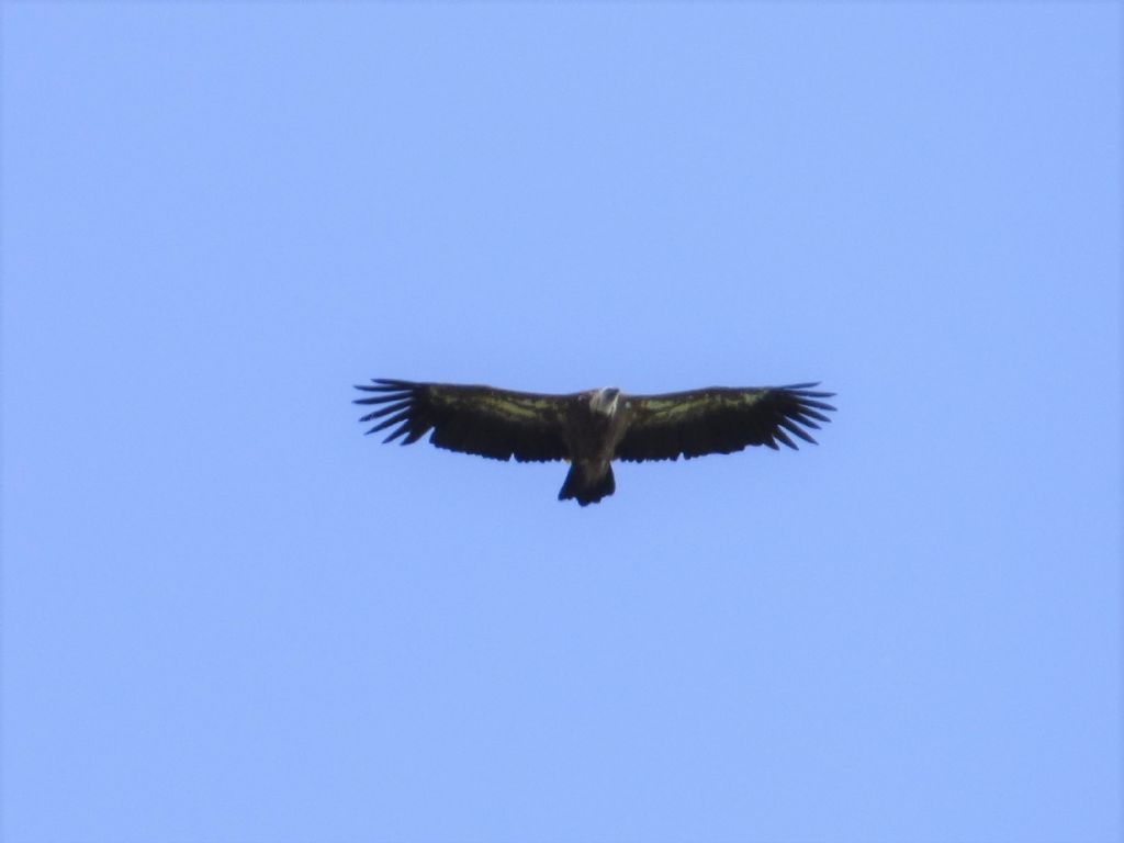 Grifoni (Gyps fulvus)