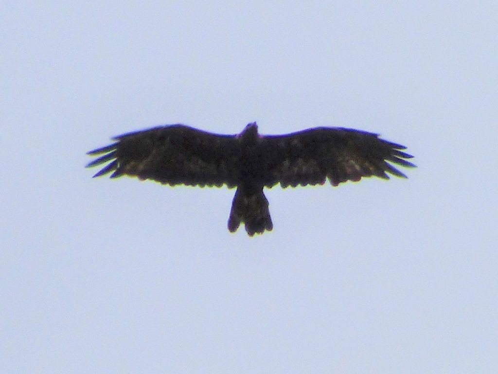 Aquila reale