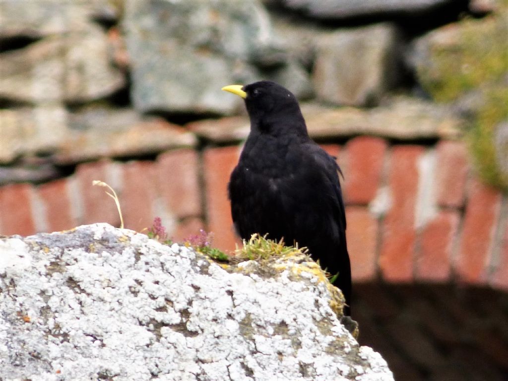 Gracchio alpino  (Pyrrhocorax graculus)