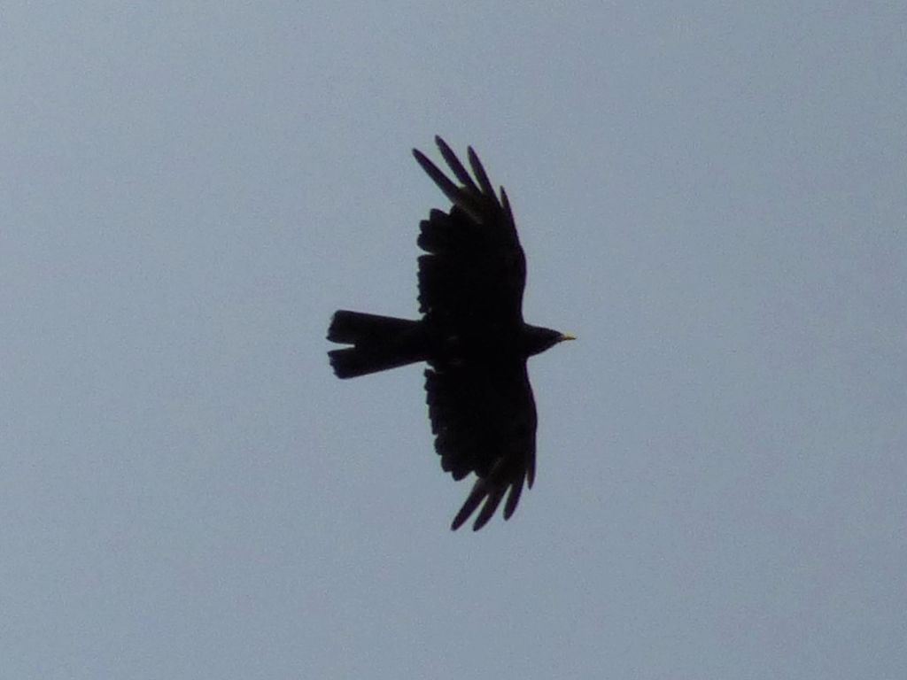 Gracchio alpino  (Pyrrhocorax graculus)