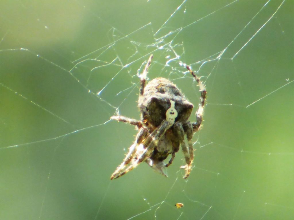 Araneus angulatus