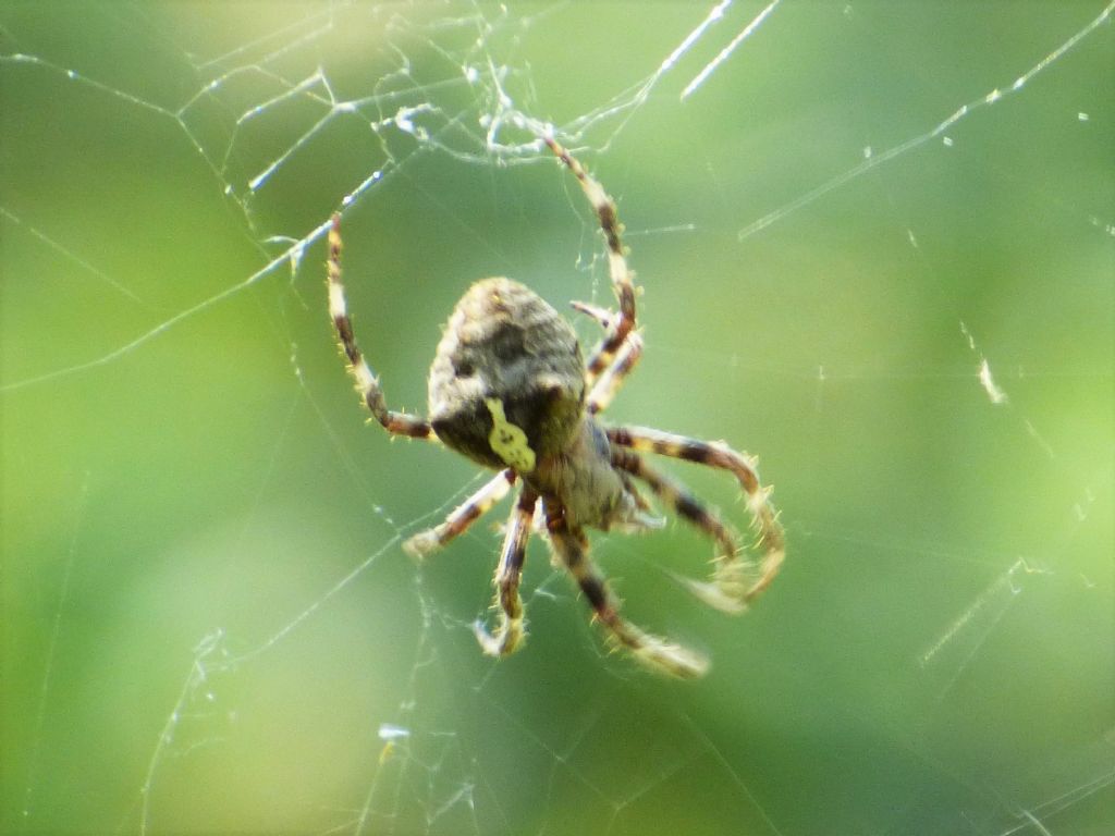 Araneus angulatus