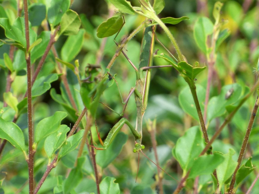 Mantis religiosa