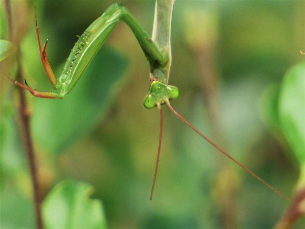 Mantis religiosa