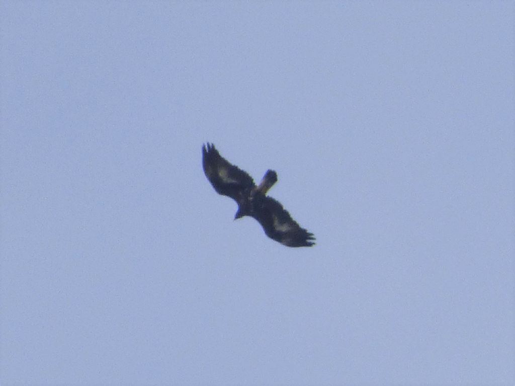 Aquila realle  (Aquila chrysaetos), immaturo