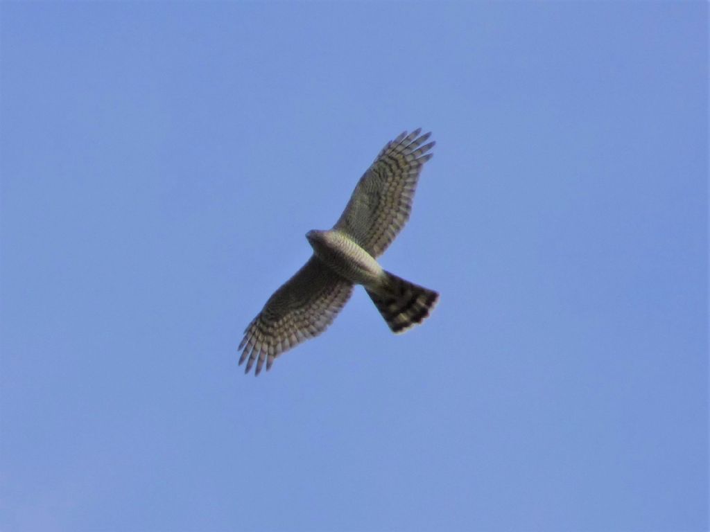 sparviere (Accipiter nisus)