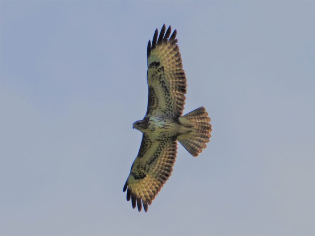 giovane Poiana (Buteo buteo)