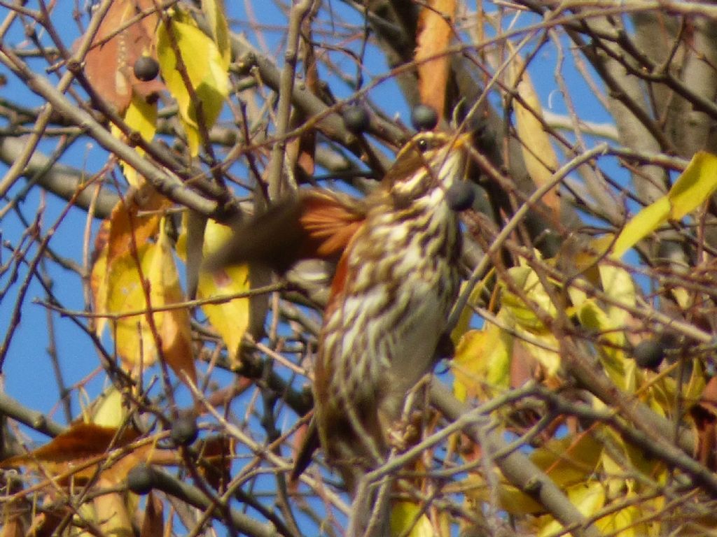 Tordi sasselli (Turdus iliacus)