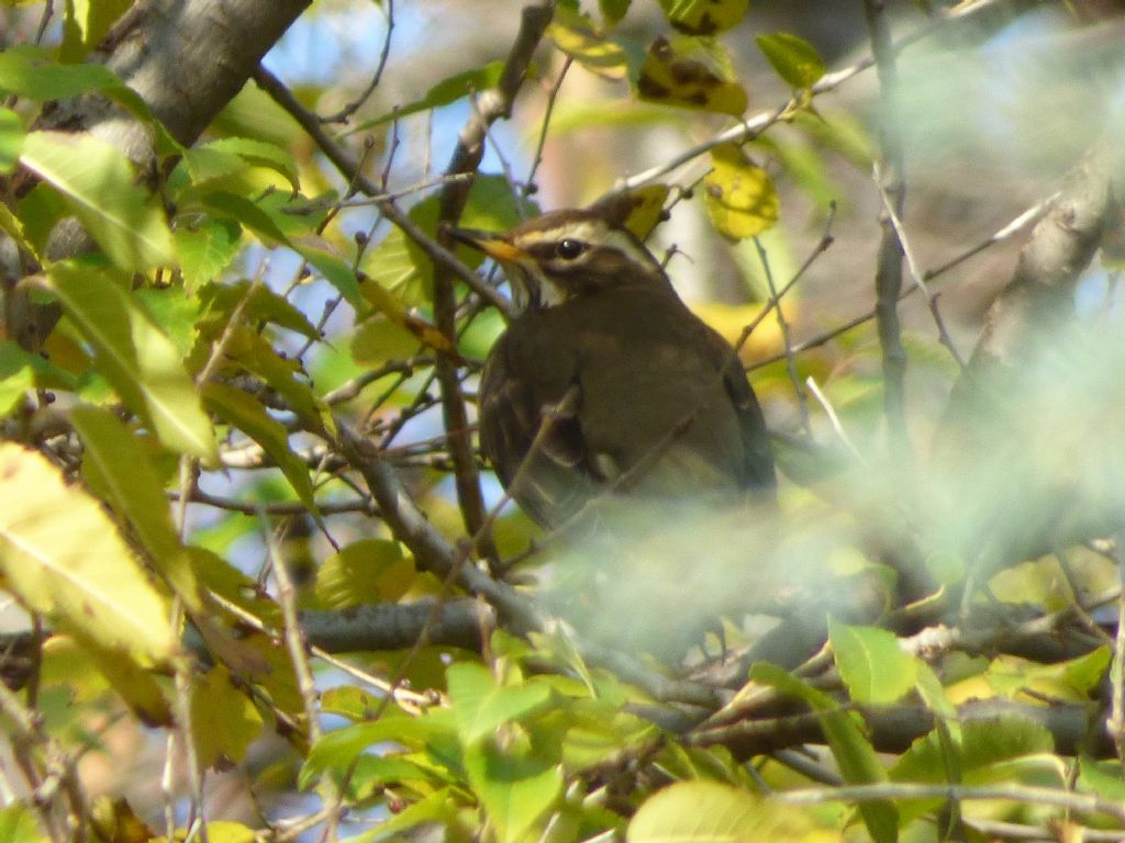 Tordi sasselli (Turdus iliacus)