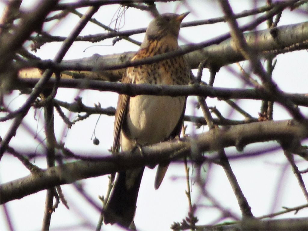 Cesena (Turdus pilaris)