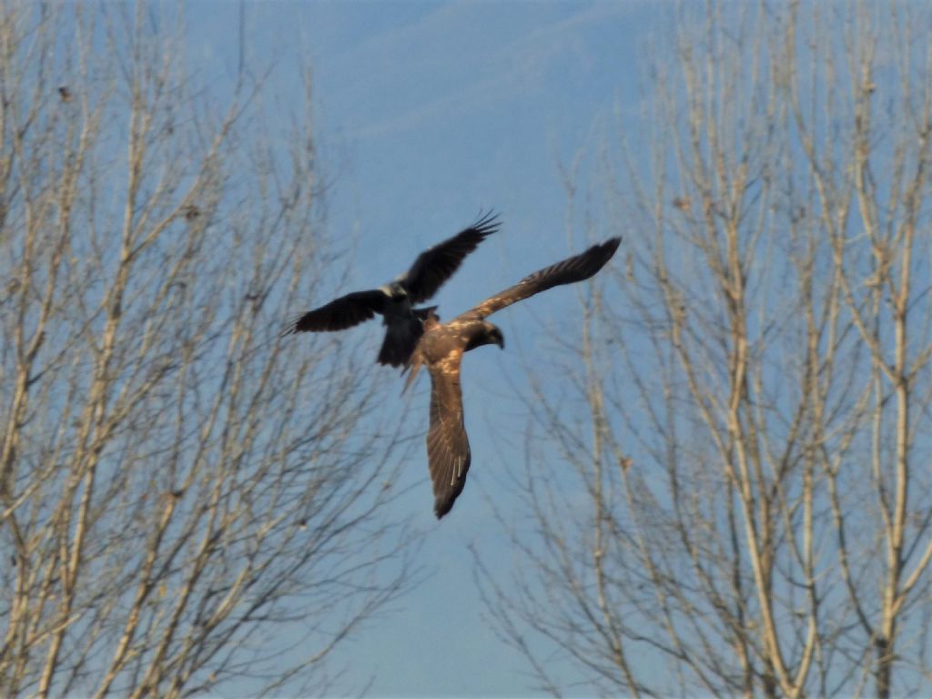 Falco di palude (Circus aeroginosus)