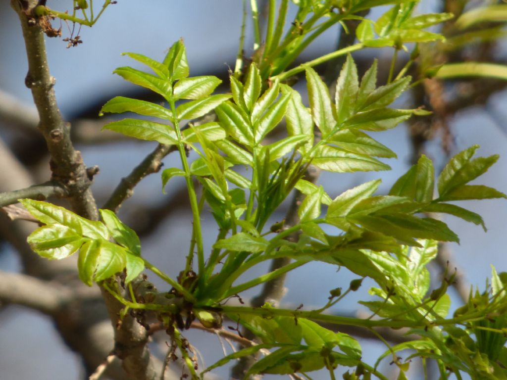 Fraxinus excelsior / Frassino comune