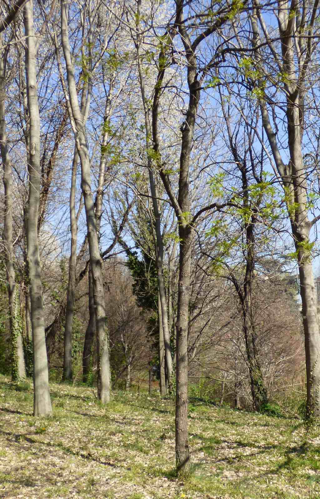 Fraxinus excelsior / Frassino comune