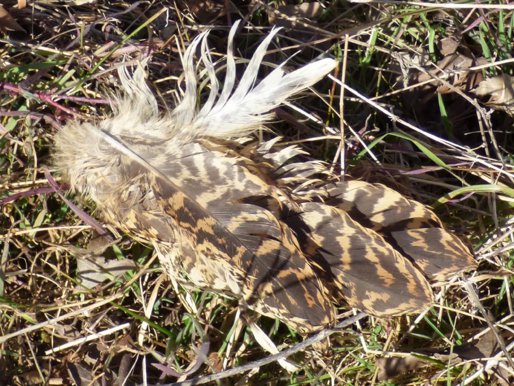 Fagiano? No, Tarabuso, predato probabilmente da volpe