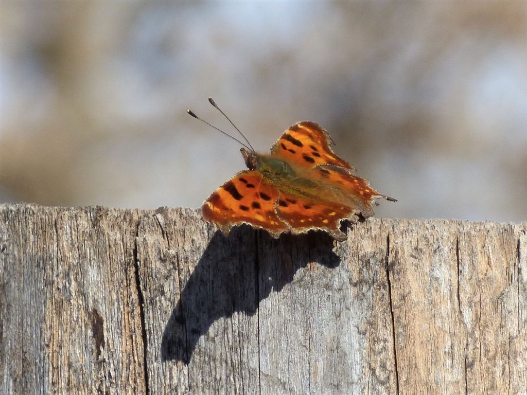 Polygonia c-album