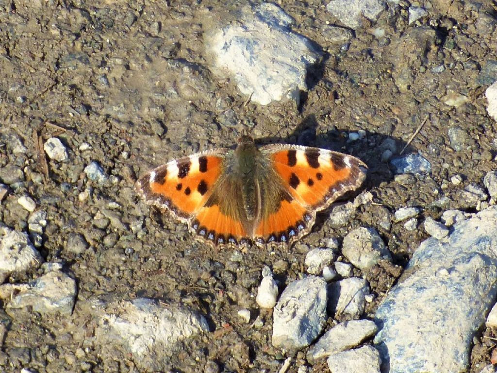 Aglais urticae