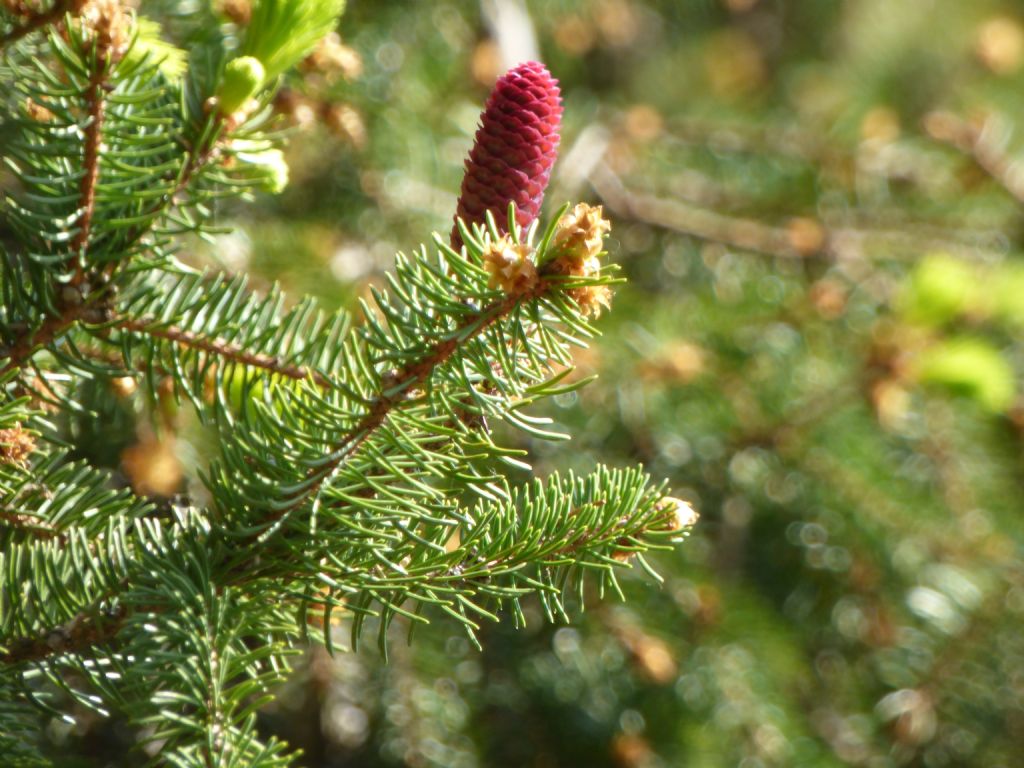 Pinus da determinare