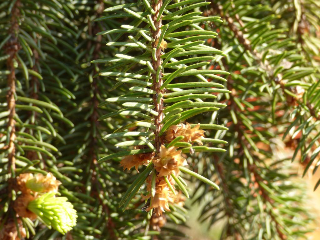 Pinus da determinare