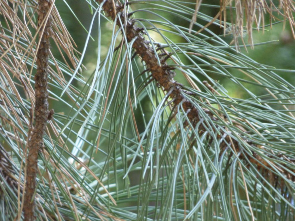 pino strobo (Pinus strobus)?