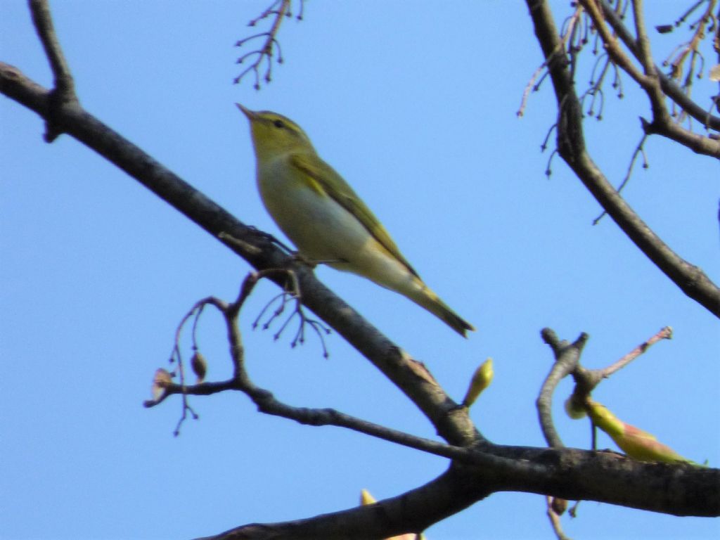 lu verde (Phylloscopus sibilatrix)